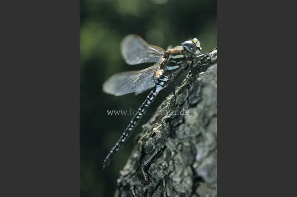 Fokus-Natur Bild