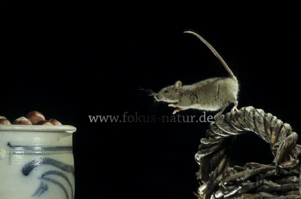 Fokus-Natur Bild