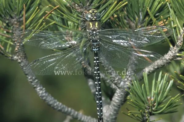 Fokus-Natur Bild