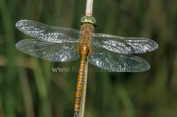 Fokus-Natur Bild