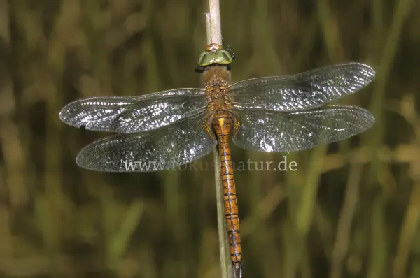 Fokus-Natur Bild