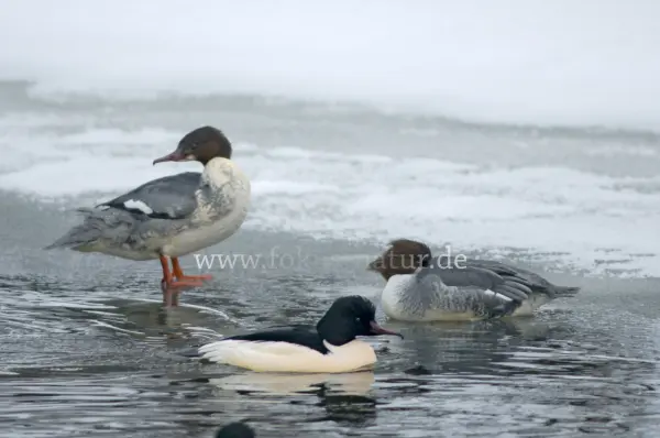 Fokus-Natur Bild
