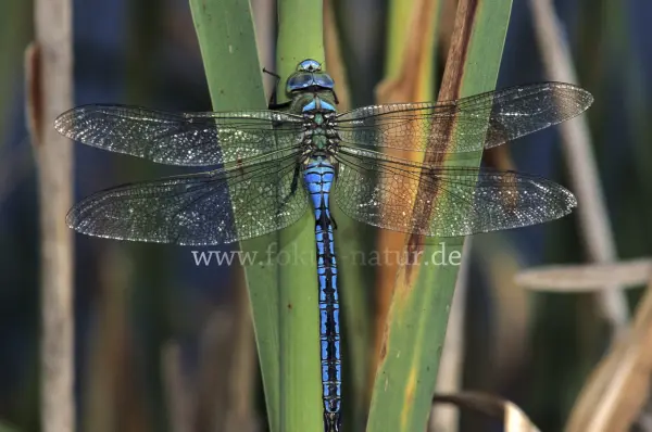 Fokus-Natur Bild
