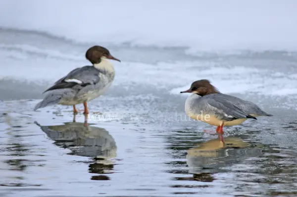 Fokus-Natur Bild