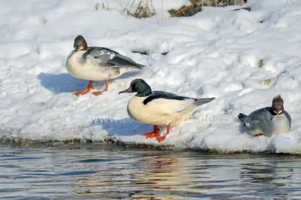Fokus-Natur Bild