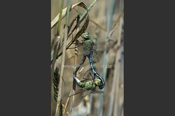 Fokus-Natur Bild