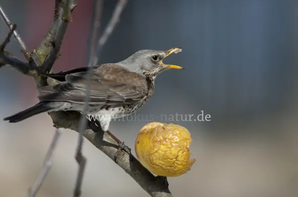 Fokus-Natur Bild