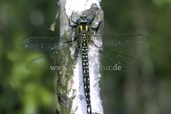 Fokus-Natur Bild
