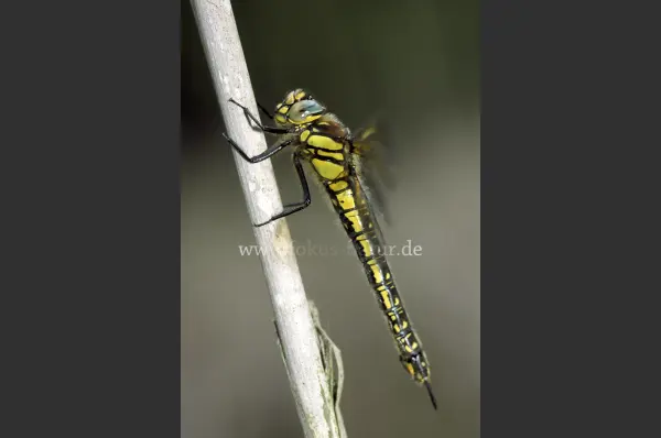 Fokus-Natur Bild