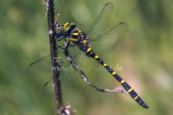 Fokus-Natur Bild