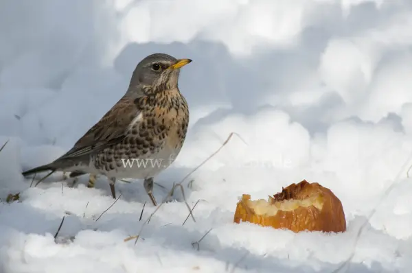 Fokus-Natur Bild