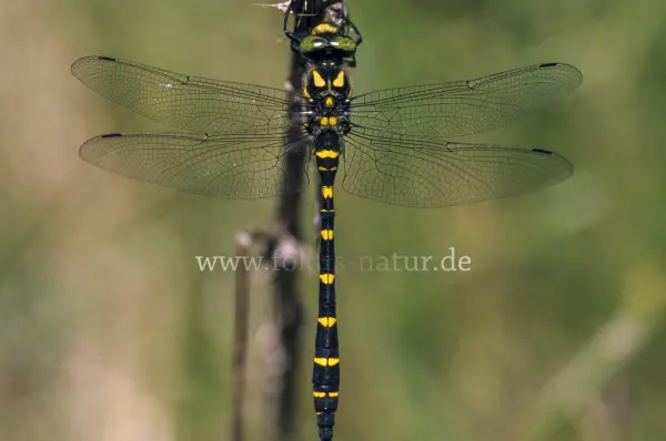 Fokus-Natur Bild