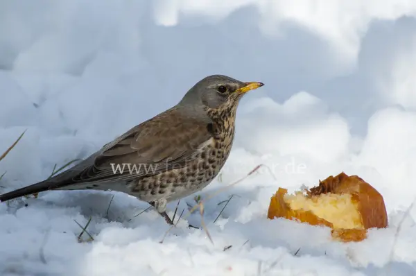 Fokus-Natur Bild