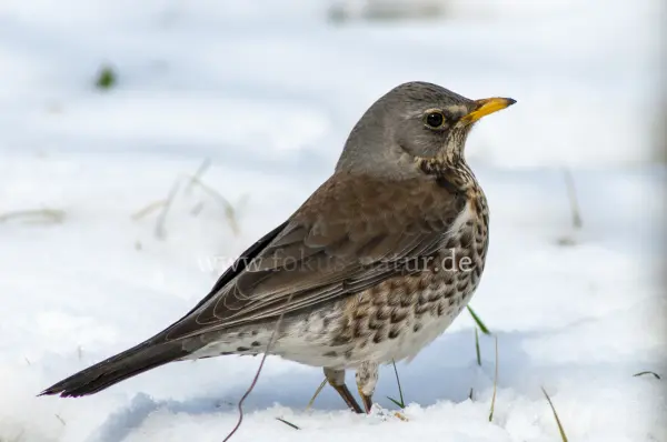 Fokus-Natur Bild