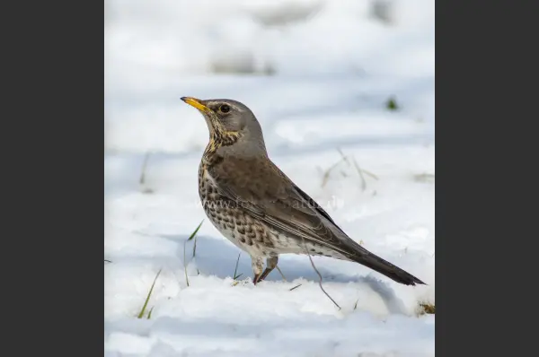 Fokus-Natur Bild
