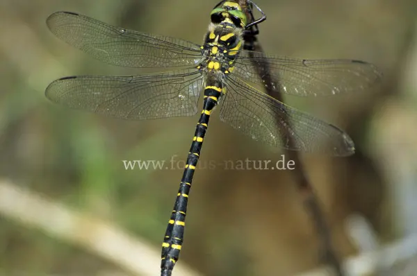 Fokus-Natur Bild