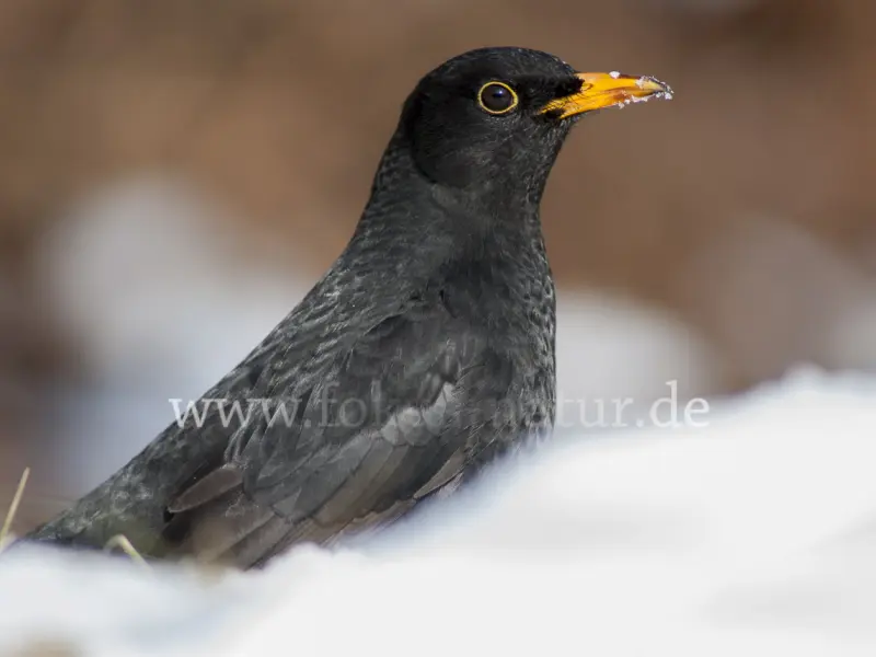 2383