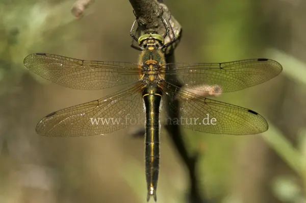 Fokus-Natur Bild