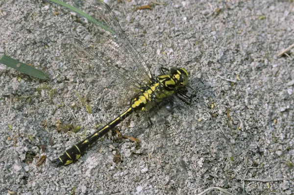 Fokus-Natur Bild