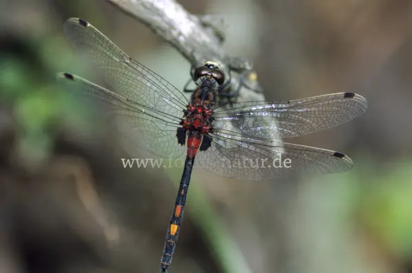 Fokus-Natur Bild