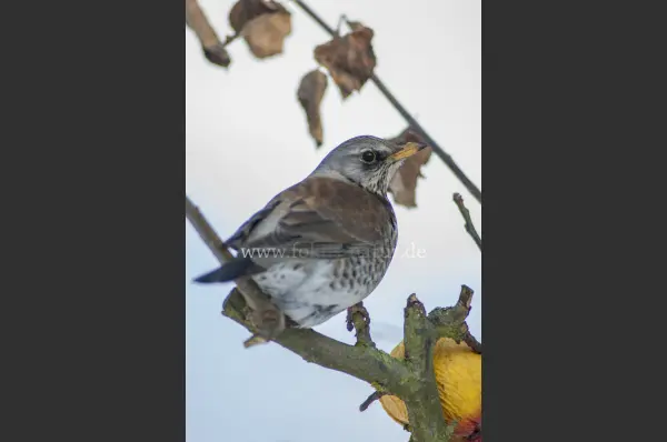 Fokus-Natur Bild