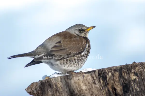 Fokus-Natur Bild