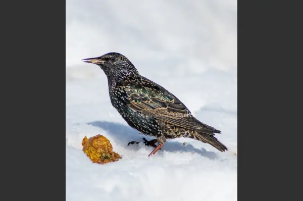 Fokus-Natur Bild