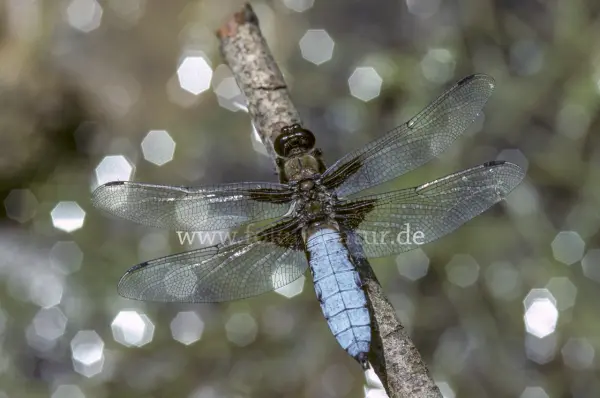 Fokus-Natur Bild