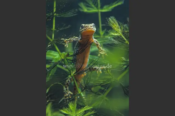 Fokus-Natur Bild