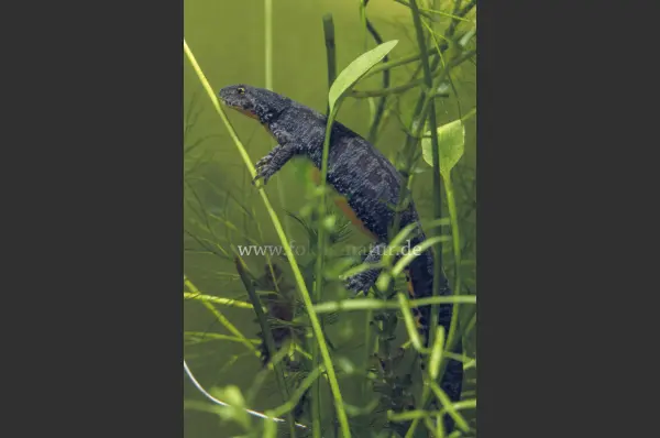 Fokus-Natur Bild