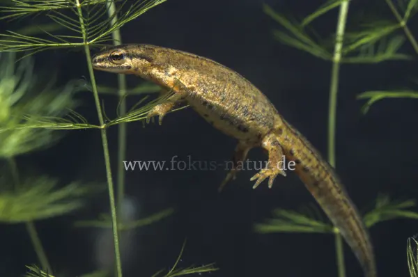 Fokus-Natur Bild