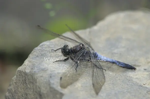 Fokus-Natur Bild