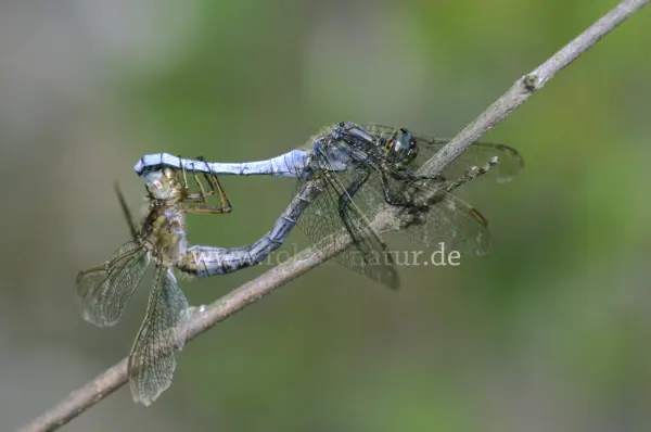 Fokus-Natur Bild
