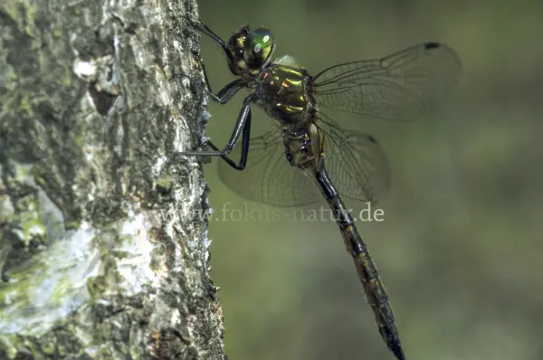 Fokus-Natur Bild