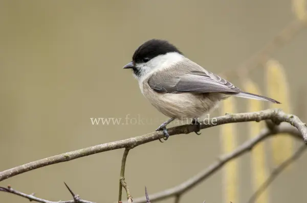 Fokus-Natur Bild