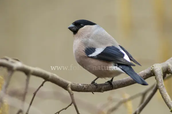 Fokus-Natur Bild