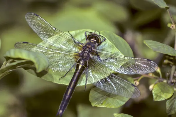 Fokus-Natur Bild