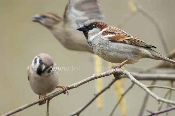 Fokus-Natur Bild