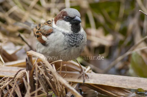 Fokus-Natur Bild