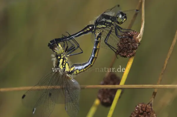 Fokus-Natur Bild