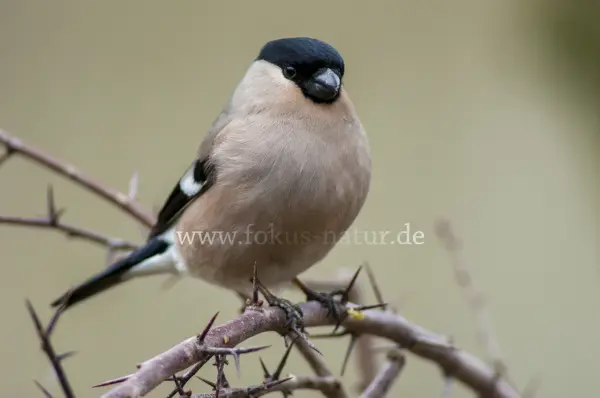 Fokus-Natur Bild