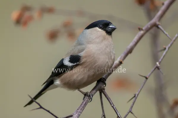 Fokus-Natur Bild
