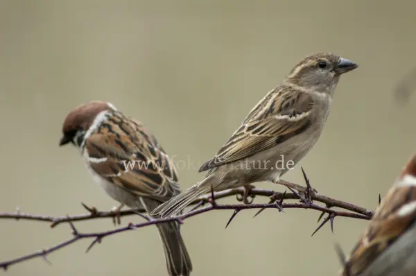 Fokus-Natur Bild