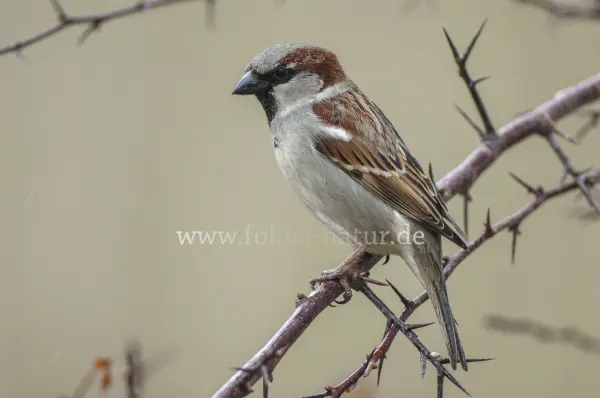 Fokus-Natur Bild