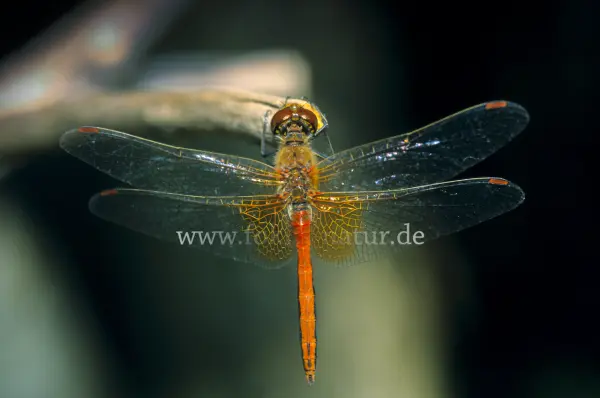 Fokus-Natur Bild