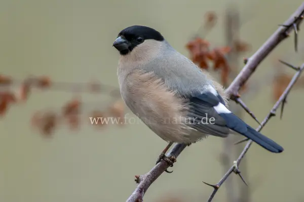 Fokus-Natur Bild