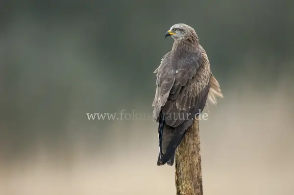 Fokus-Natur Bild