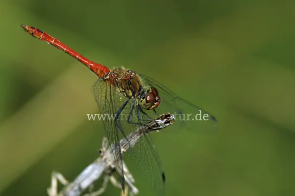 Fokus-Natur Bild