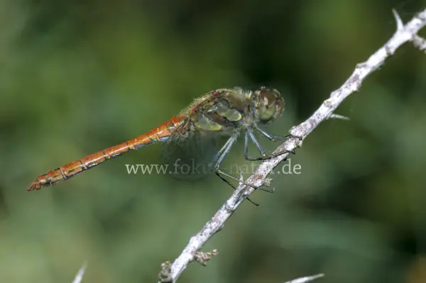 Fokus-Natur Bild