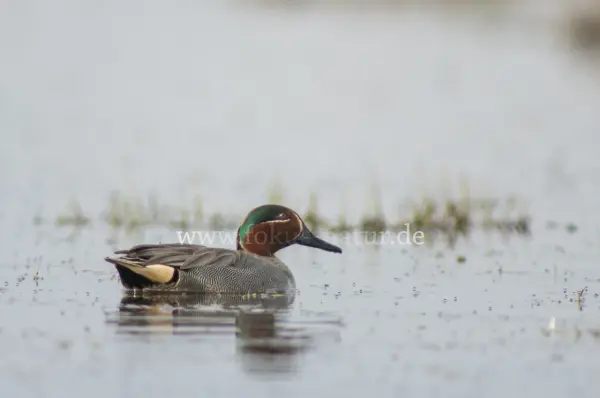 Fokus-Natur Bild